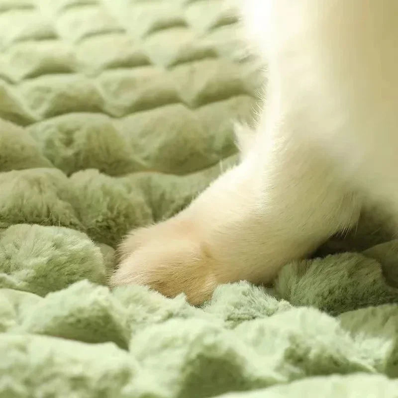 Orthopaedic Memory Foam Dog Bed